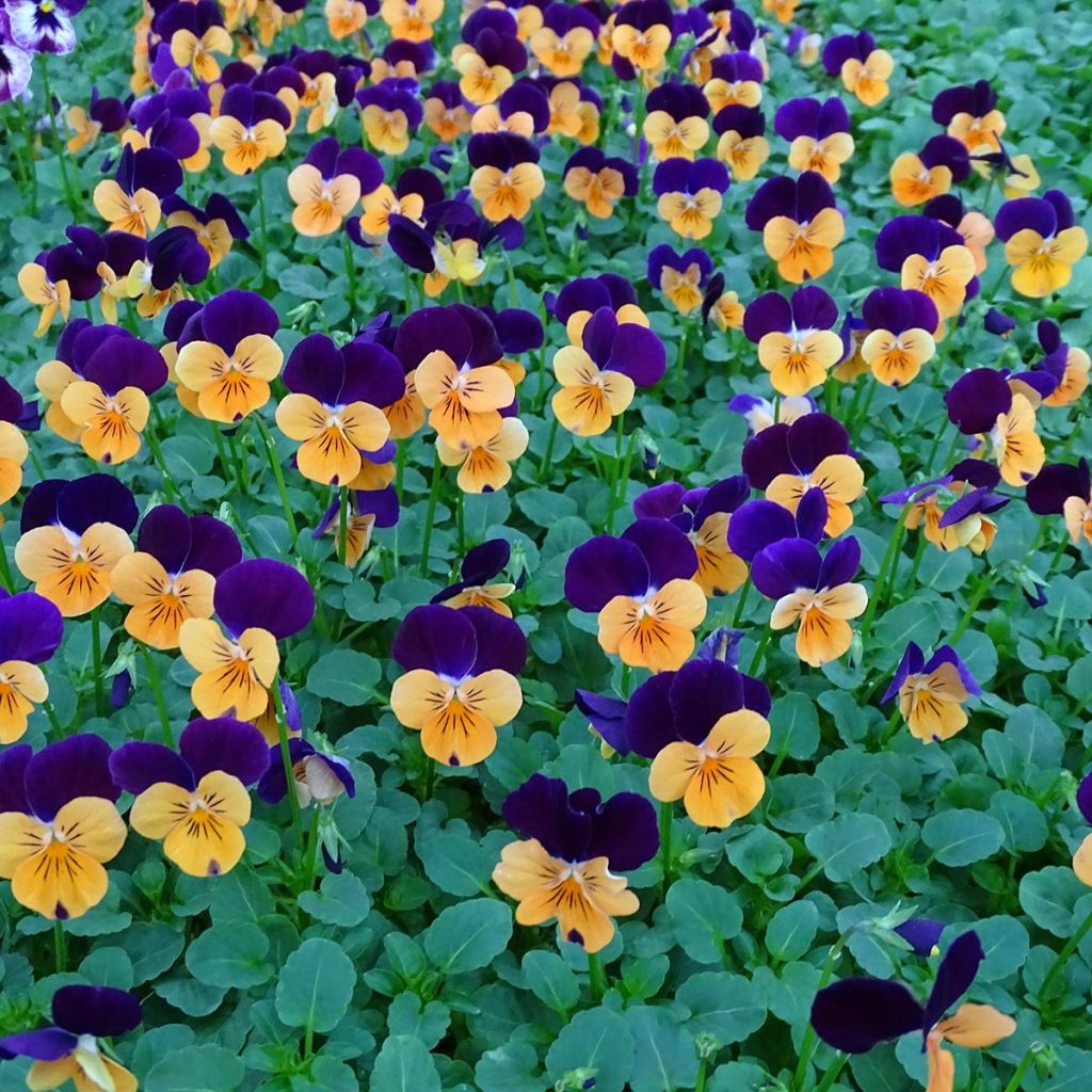 Viola cornuta Butterfly Orange and Purple
