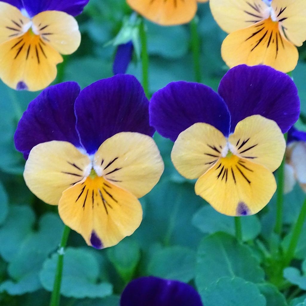 Viola cornuta Butterfly Orange and Purple
