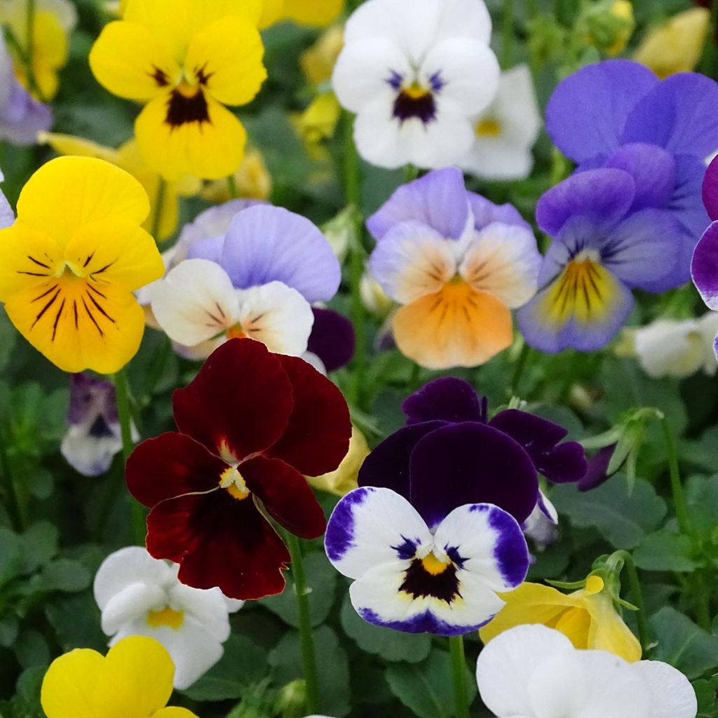 Viola cornuta Butterfly Mix