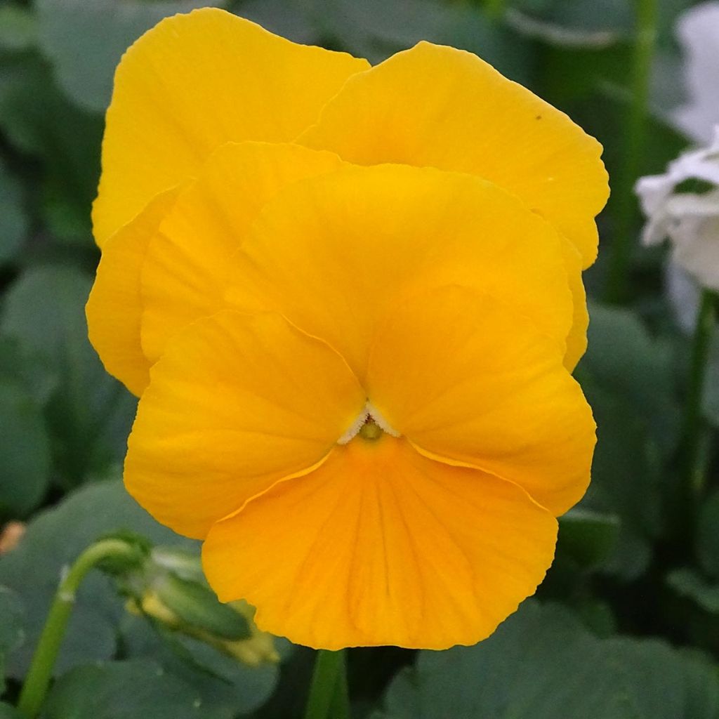 Viola cornuta F1 Prim Up Citrus Mix