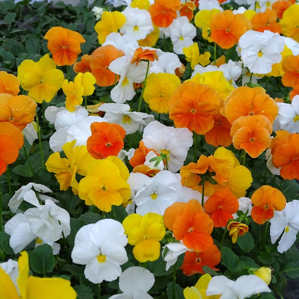 Viola cornuta F1 Prim Up Citrus Mix