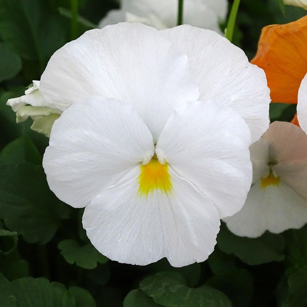 Viola cornuta F1 Prim Up Citrus Mix