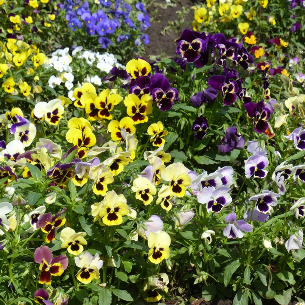 Viola Mix - Viola del pensiero