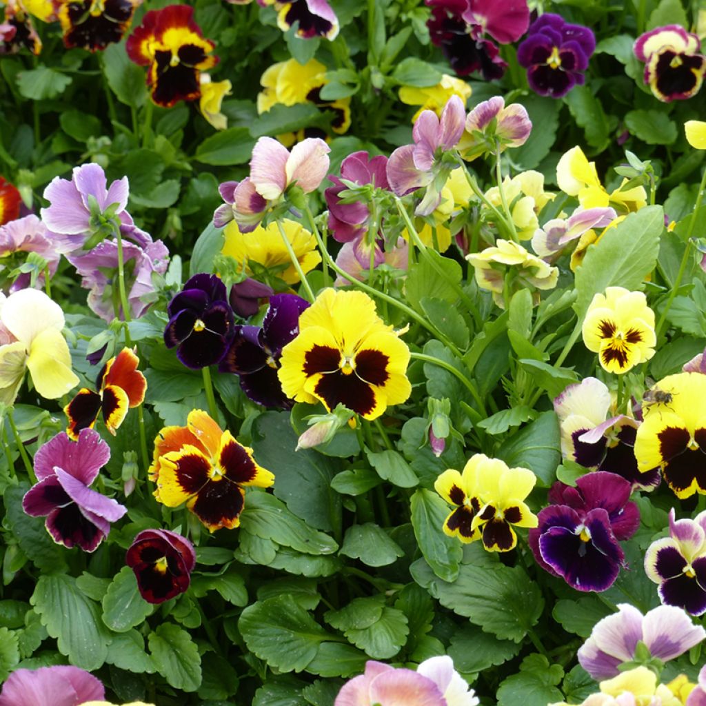 Viola Mix - Viola del pensiero