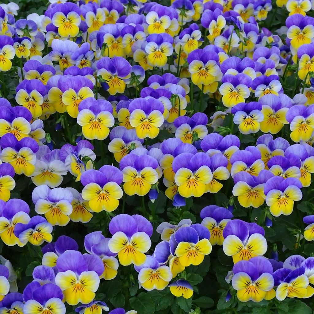 Viola cornuta F1 Kitty Surprise