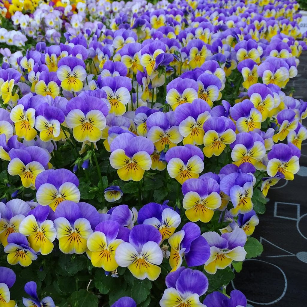 Viola cornuta F1 Kitty Surprise