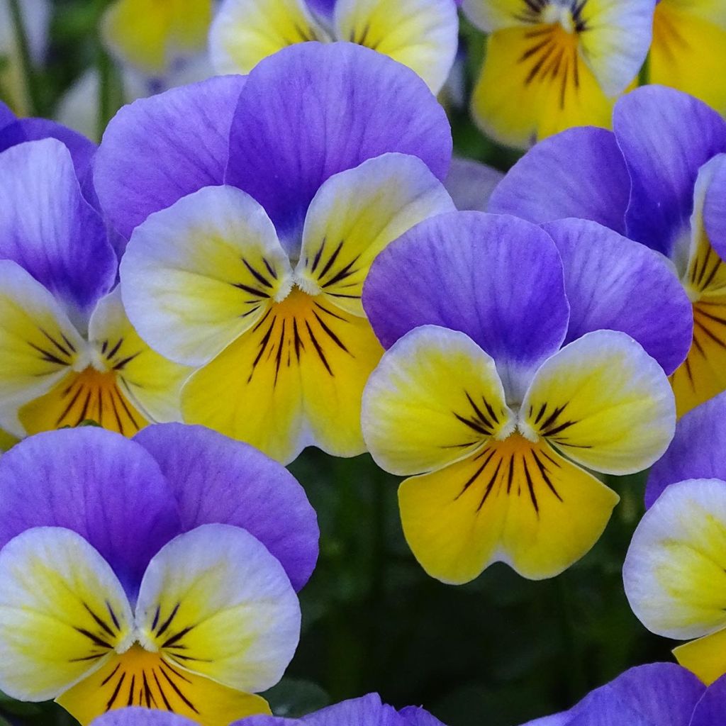 Viola cornuta F1 Kitty Surprise