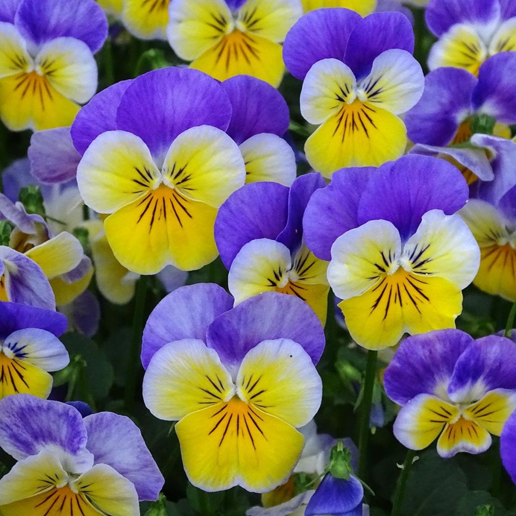 Viola cornuta F1 Kitty Surprise