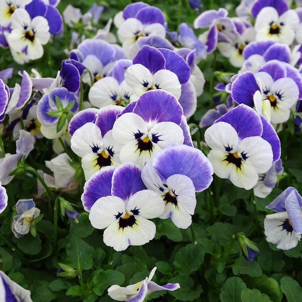 Viola cornuta Sorbet Delft Blue