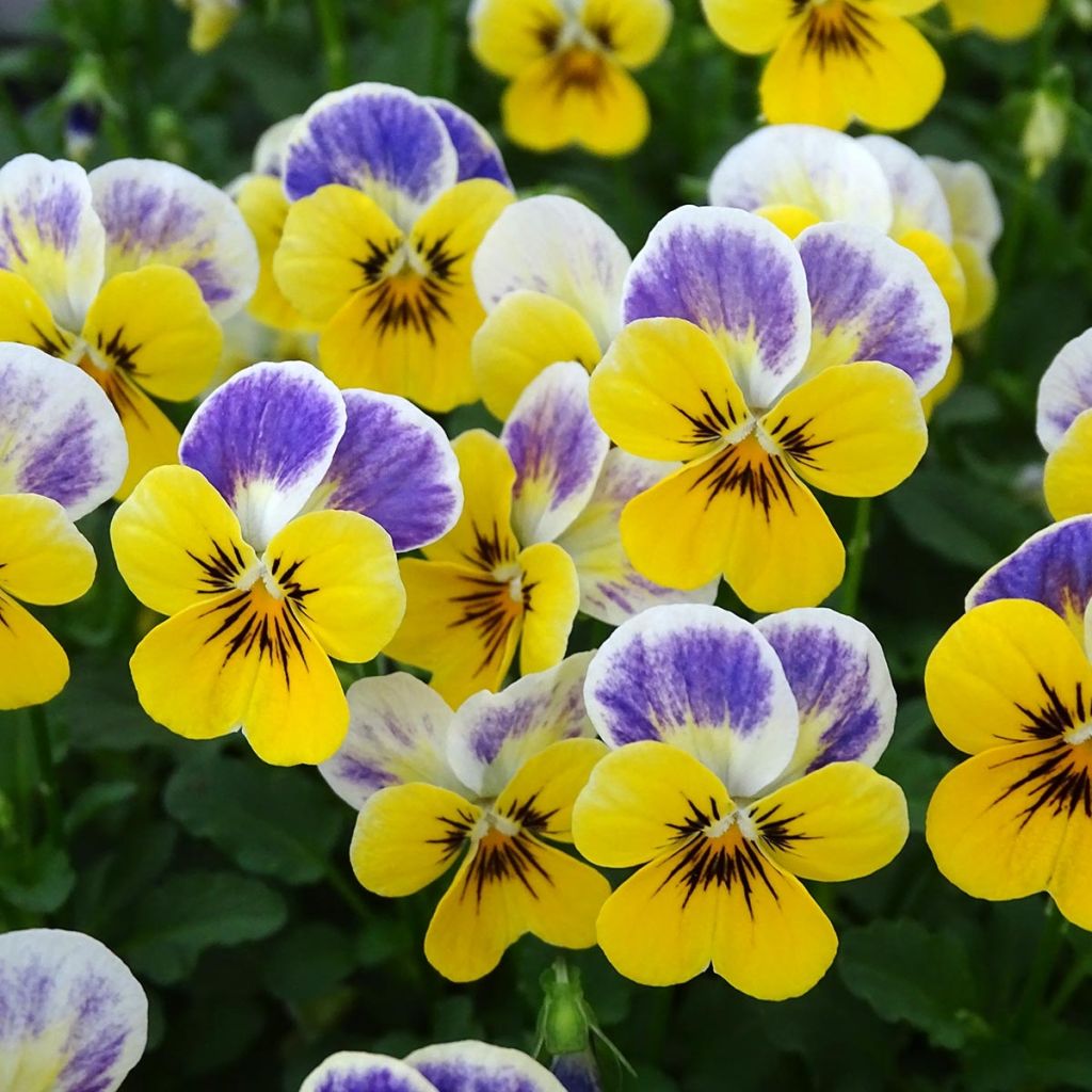 Viola cornuta Yellow Blue Jump-Up