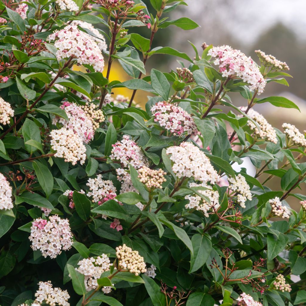 Viburnum tinus