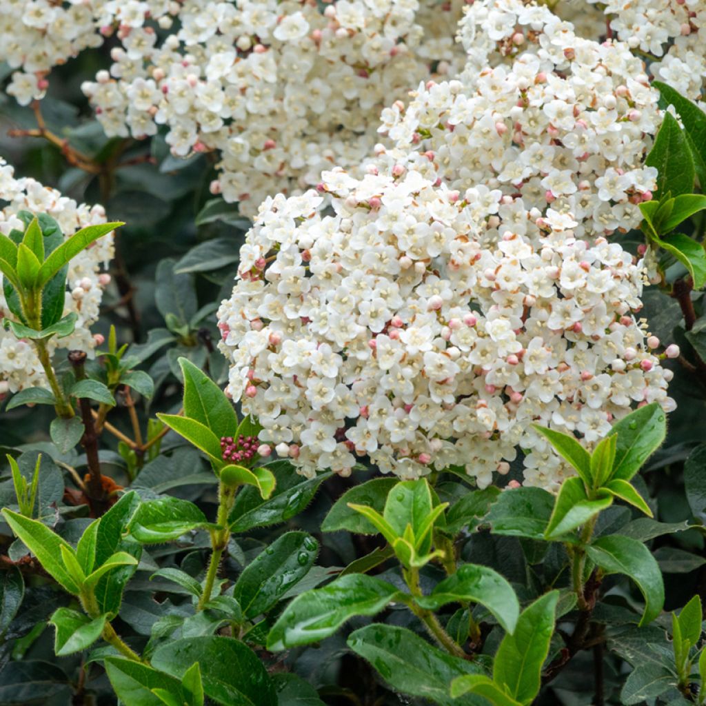 Viburnum tinus