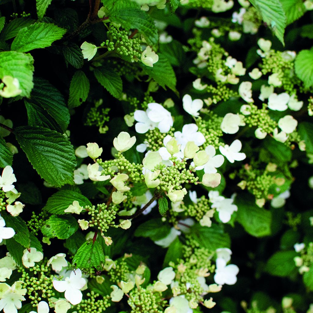 Viburnum plicatum Shirogami