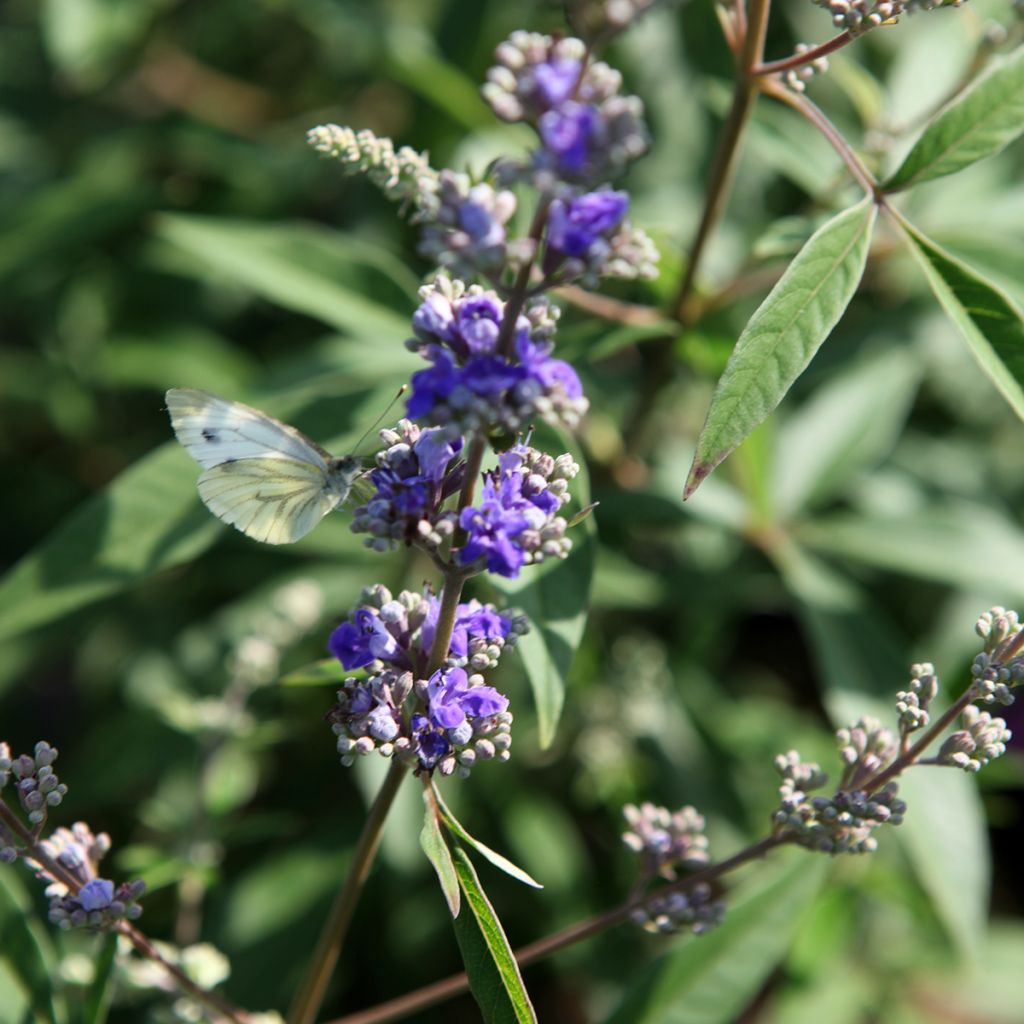 Vitex agnus-castus Queen Bee - Agnocasto