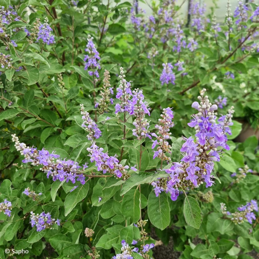 Vitex agnus-castus Chicagoland Blues - Agnocasto