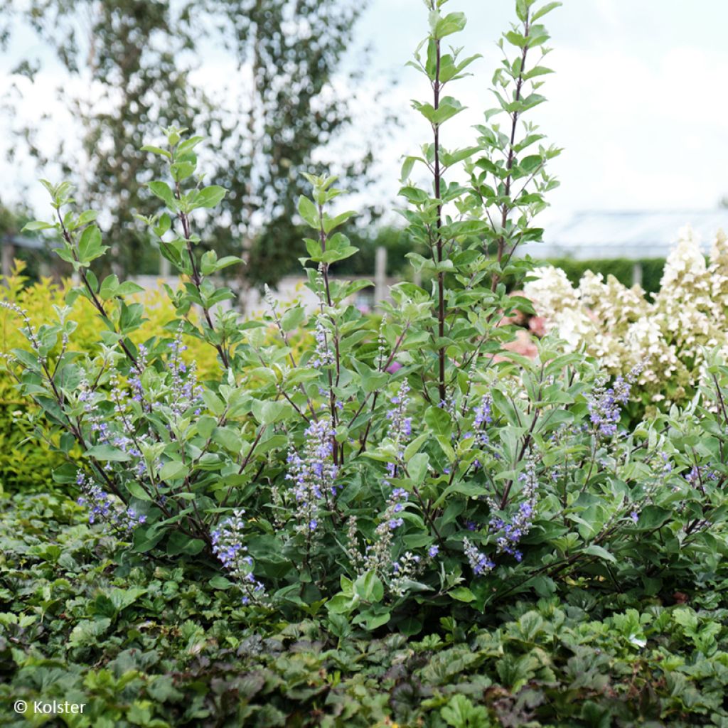 Vitex agnus-castus Chicagoland Blues - Agnocasto