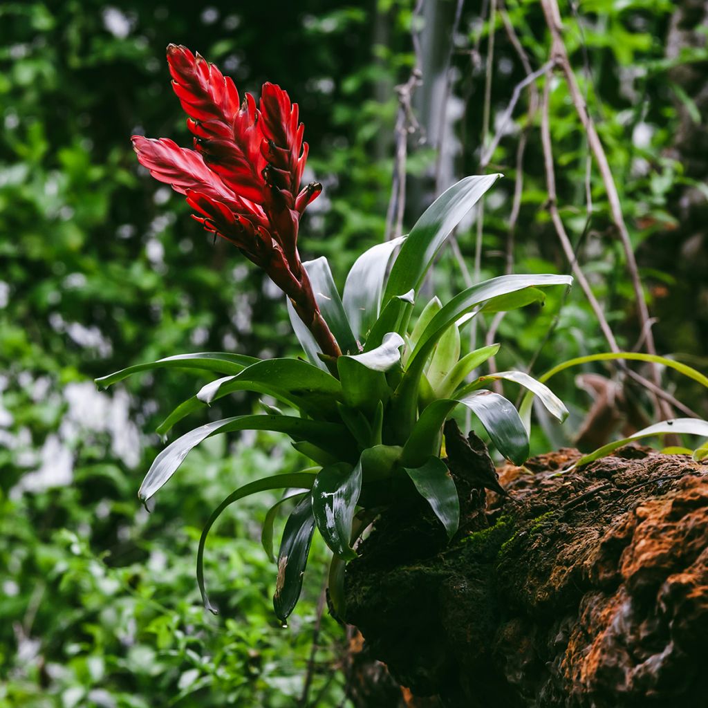 Vriesea Barbara - Bromelia