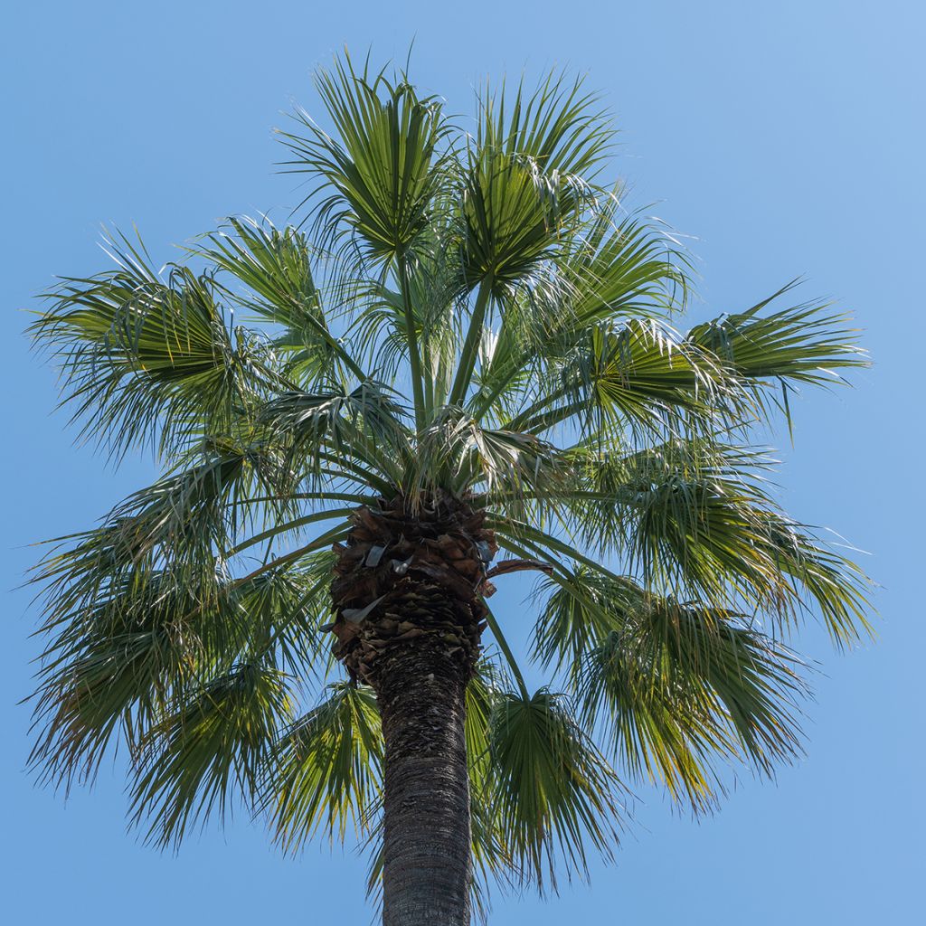 Washingtonia filifera (semi) - Palma californiana