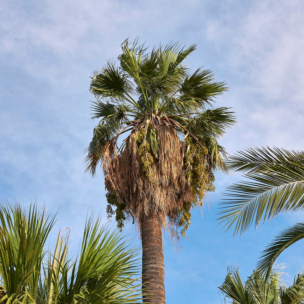 Washingtonia filifera (semi) - Palma californiana