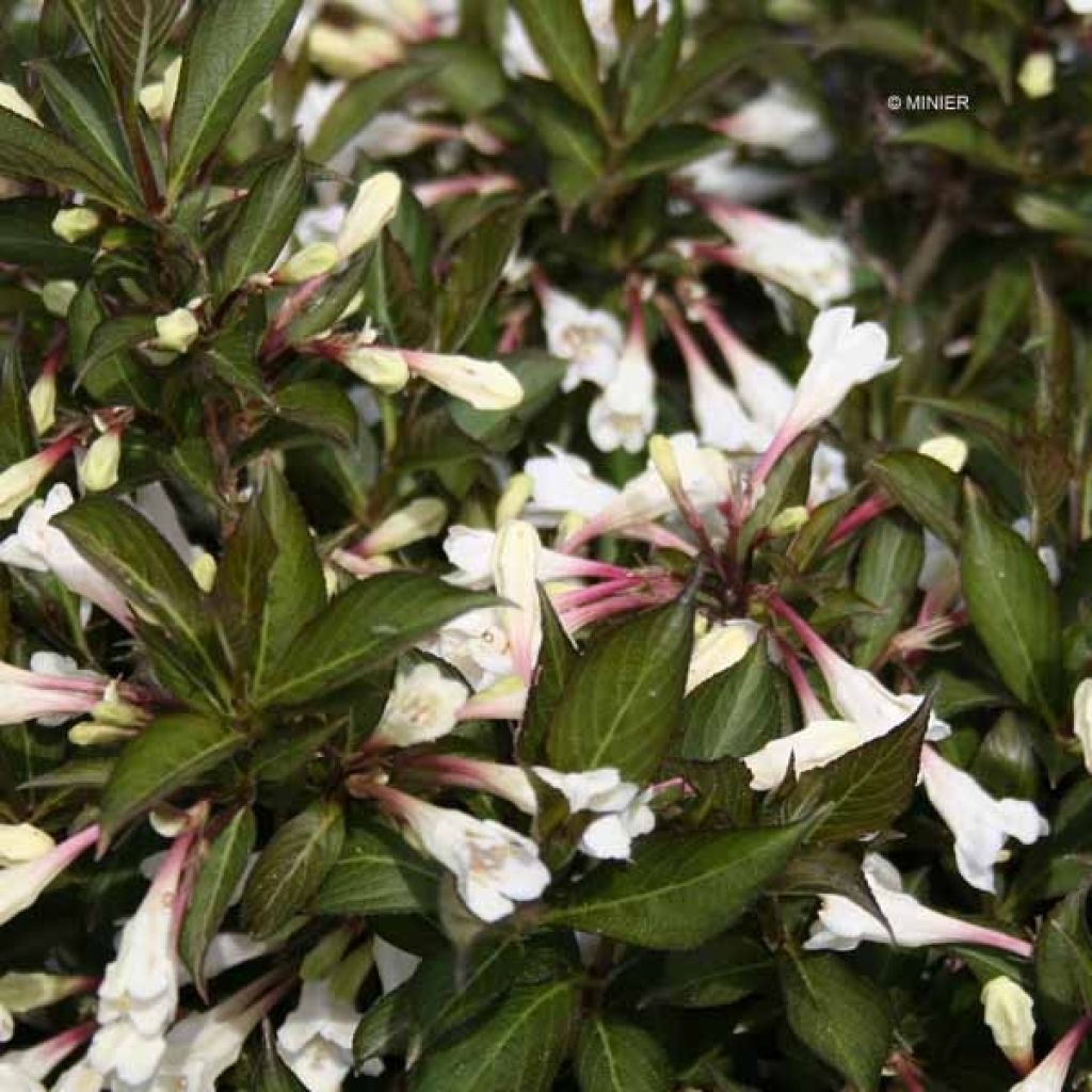 Weigelia Black and White