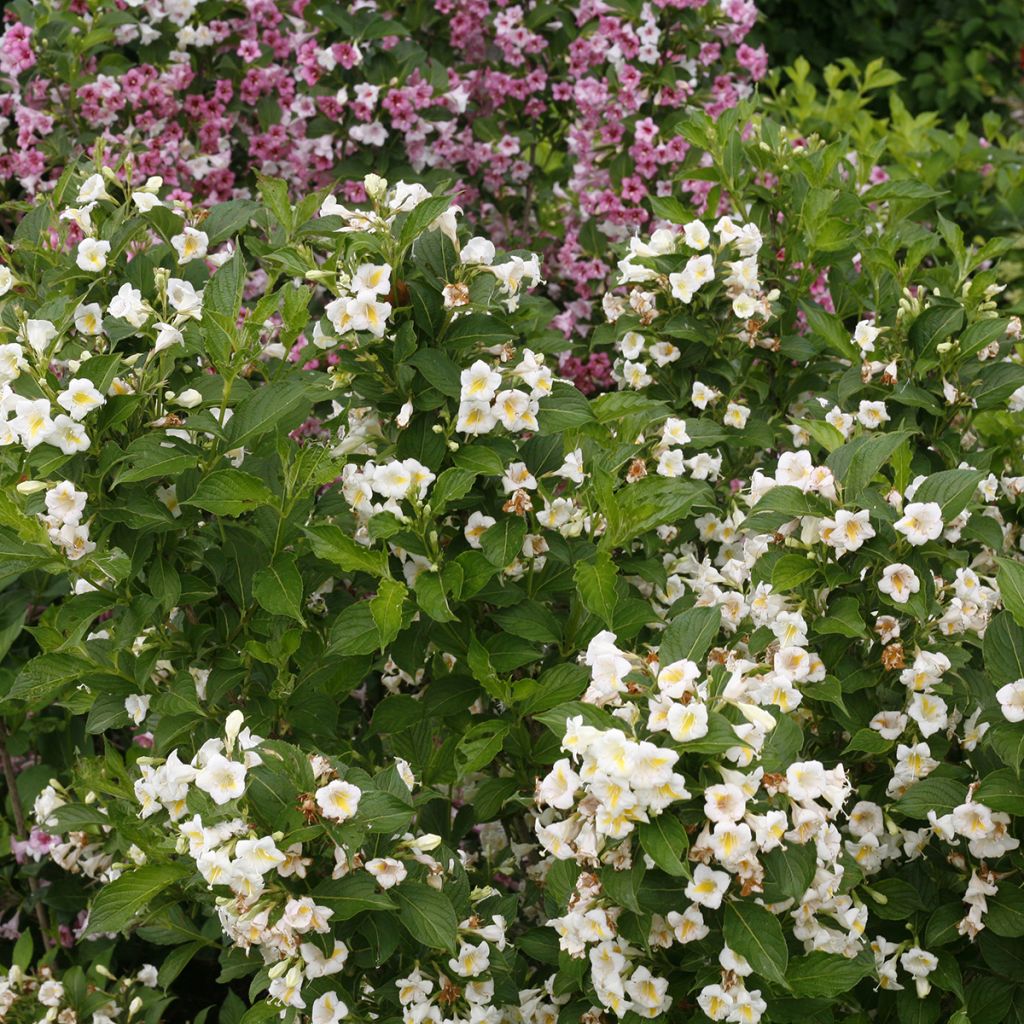 Weigelia Colourtwist Sunny Side Up