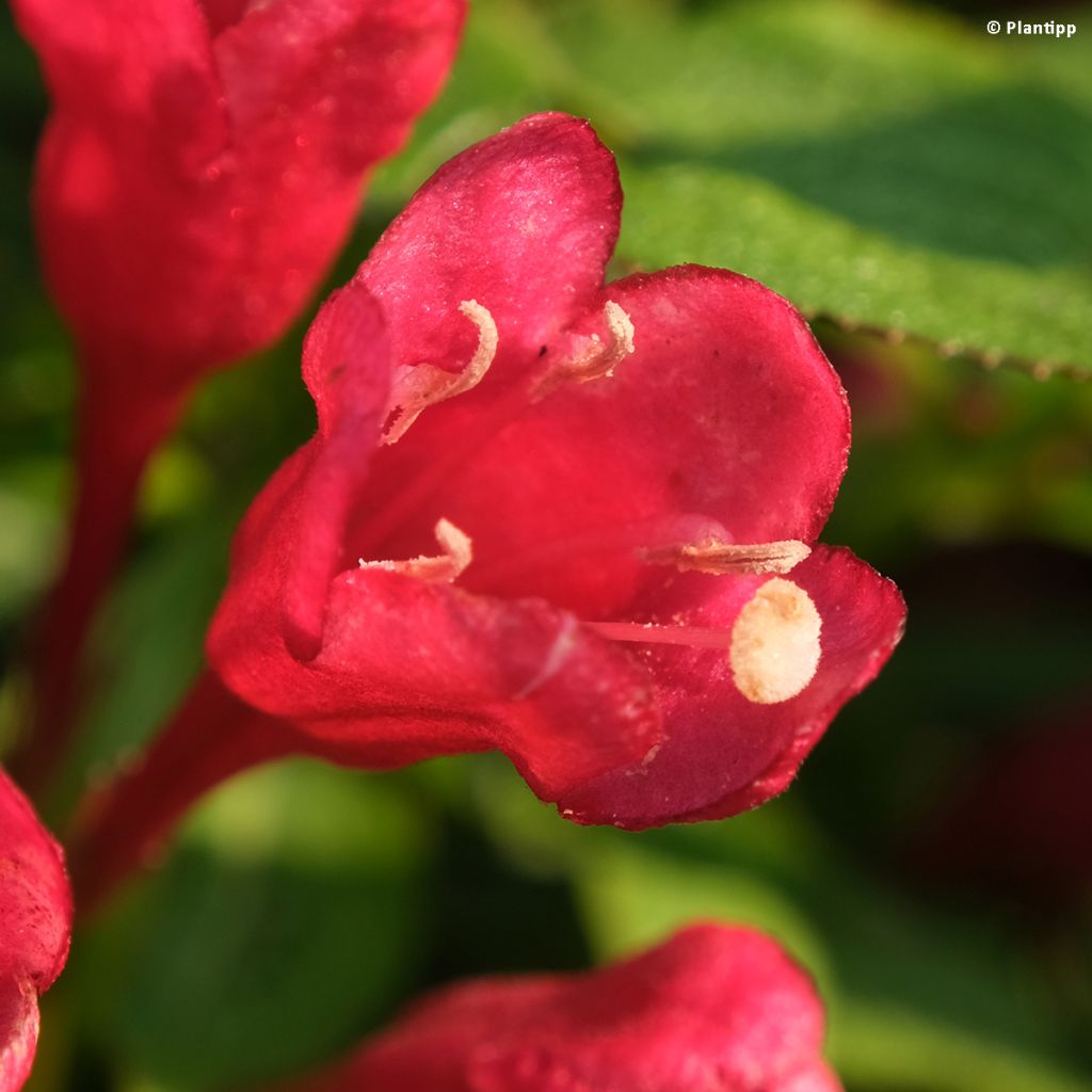 Weigelia Picobella Rosso