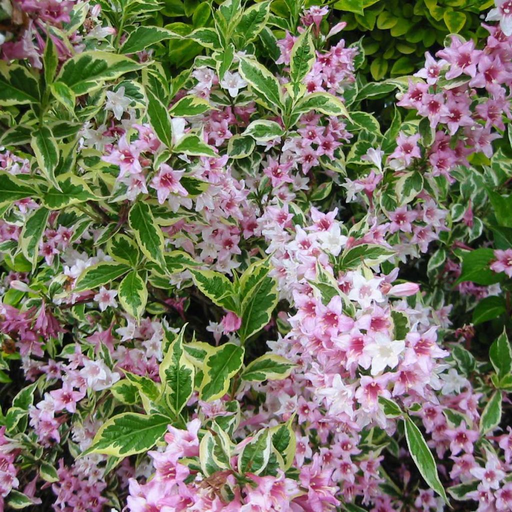 Weigelia florida Variegata