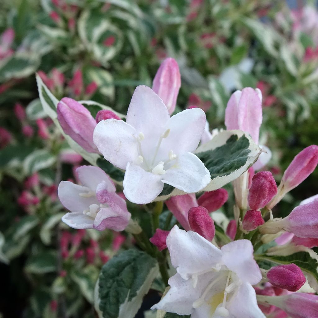 Weigelia florida Variegata