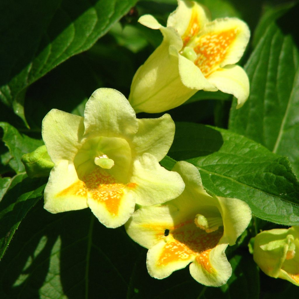 Weigela middendorffiana