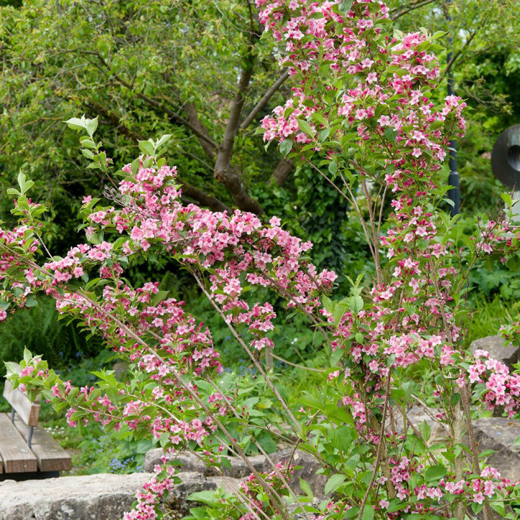 Weigelia Rosea