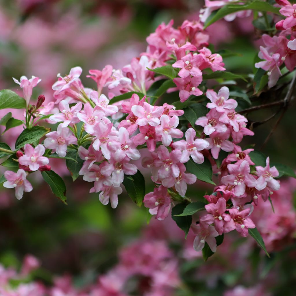 Weigelia Rosea