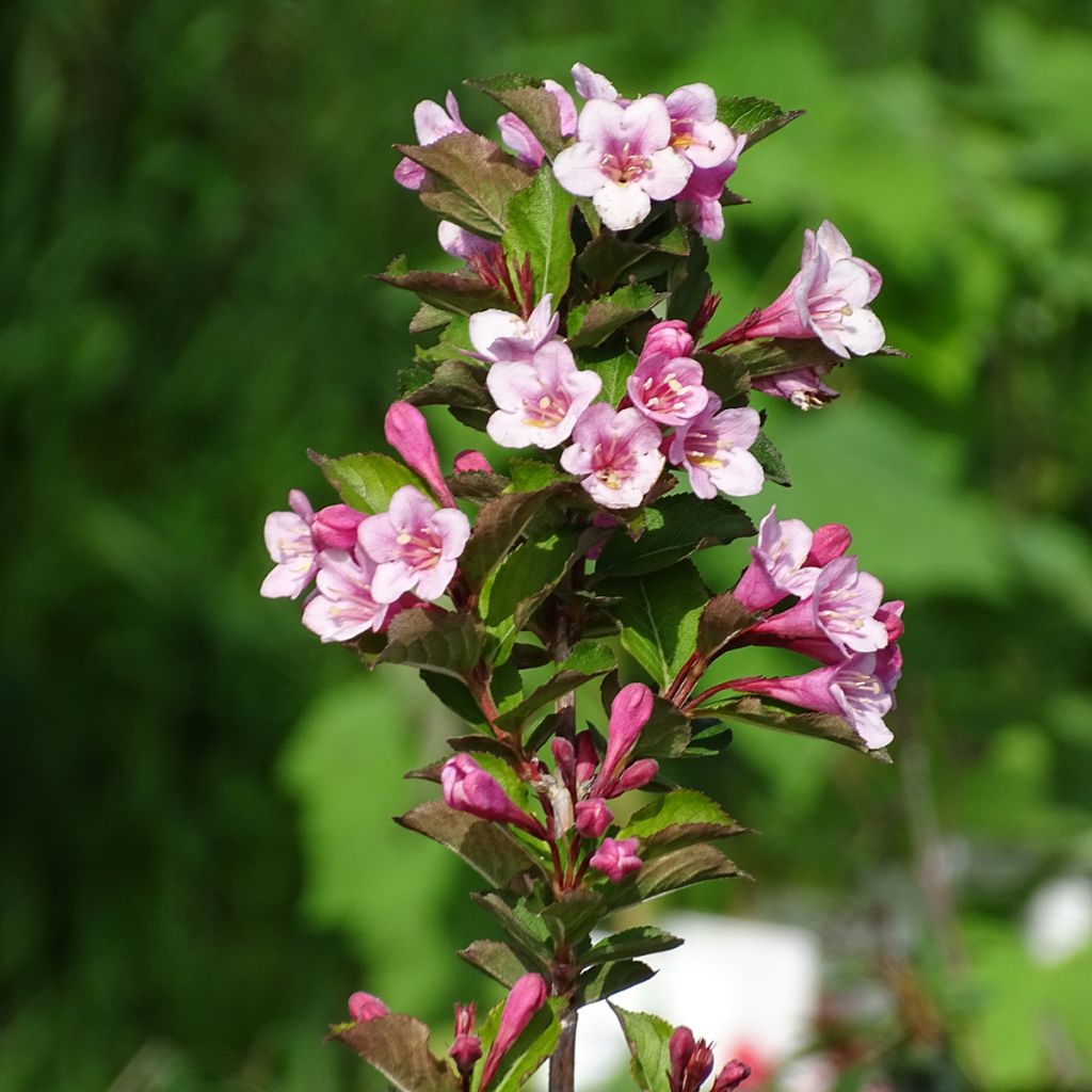 Weigelia Polka