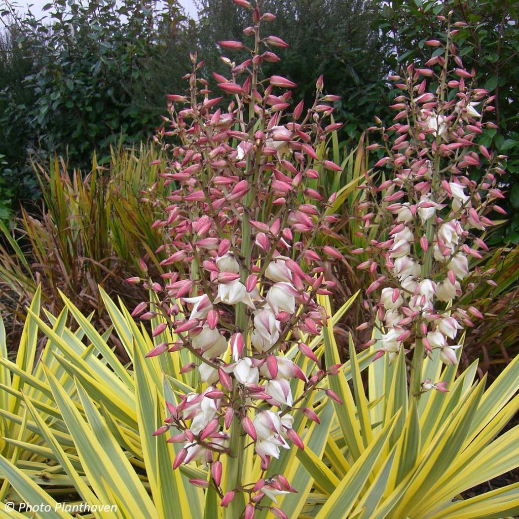 Yucca recurvifolia Bright Star