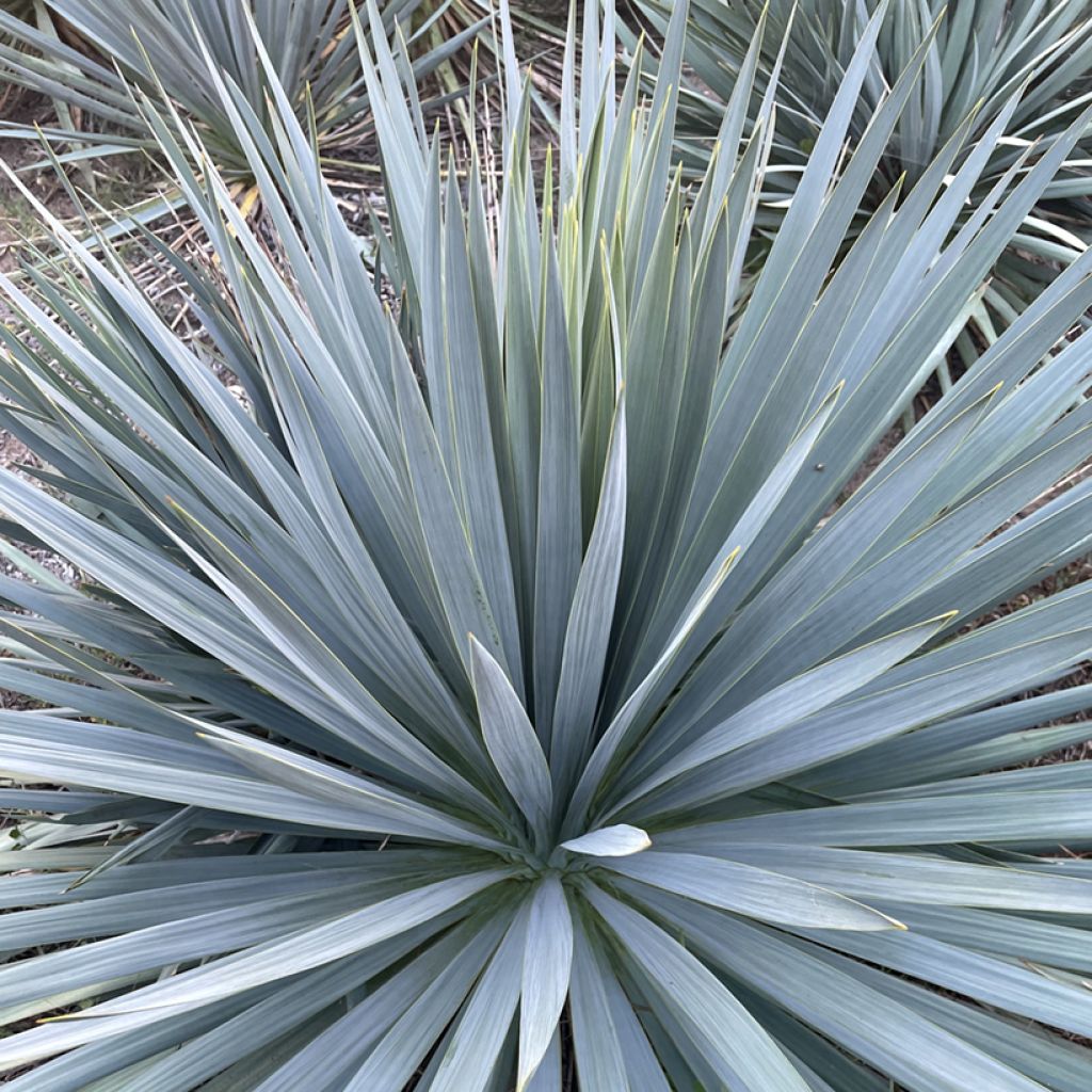 Yucca French Flag