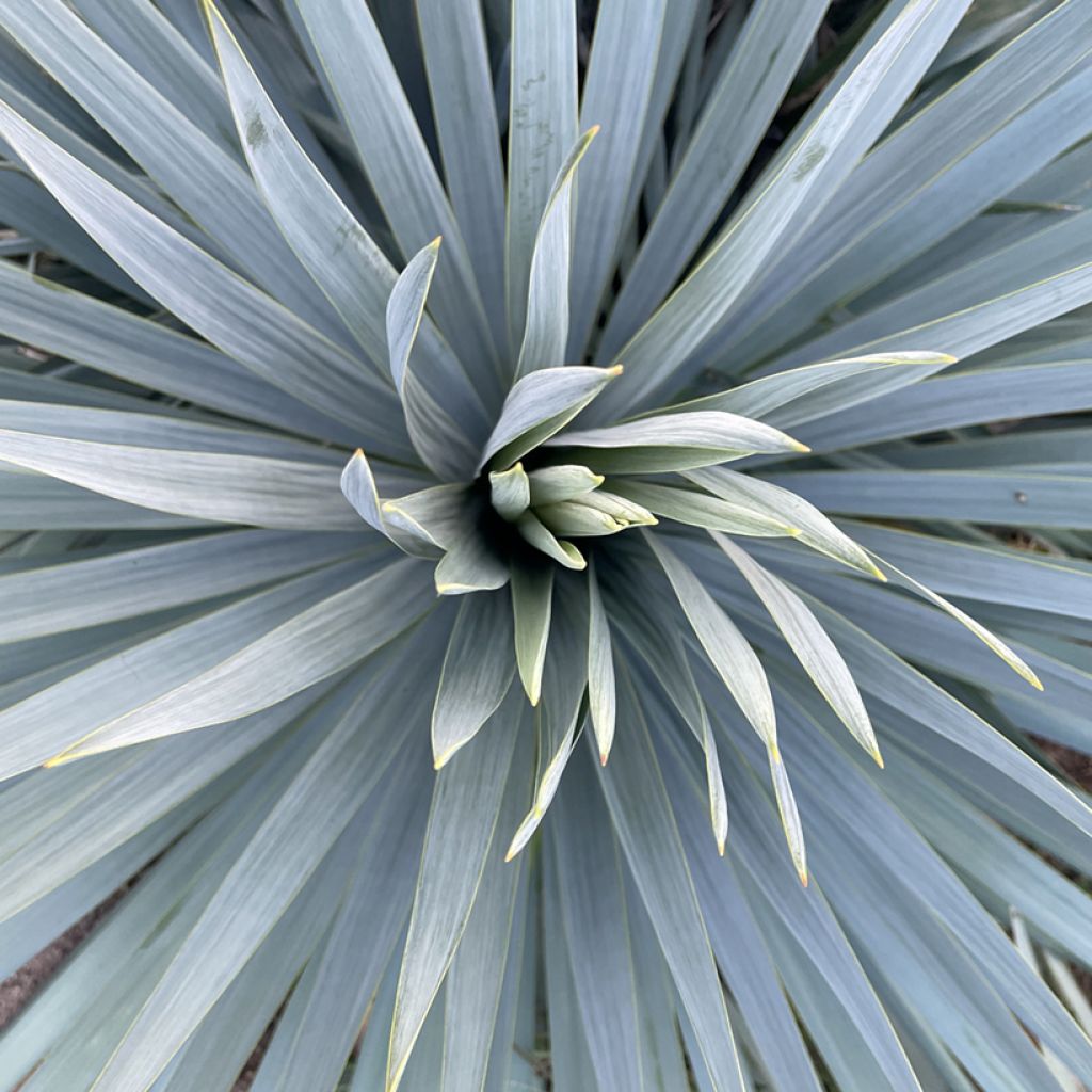Yucca French Flag
