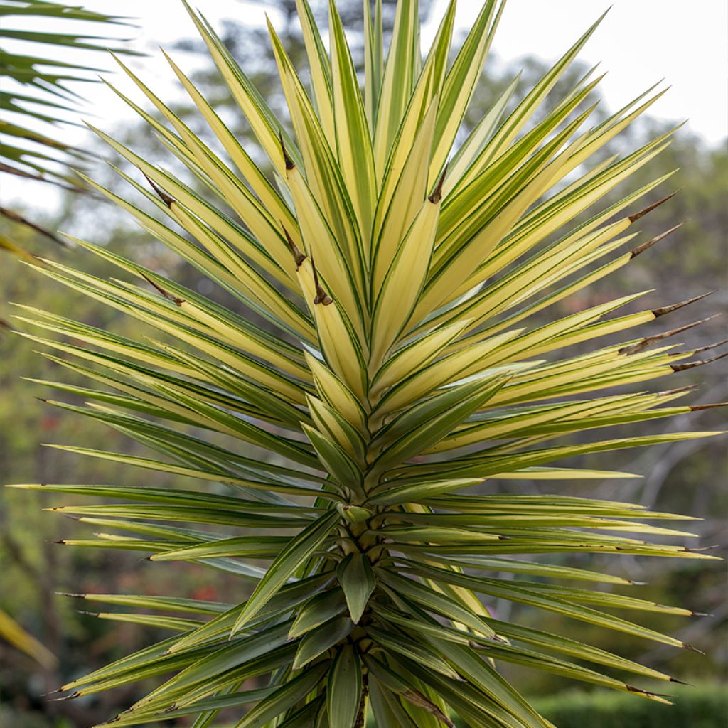 Yucca aloifolia Variegata - Yucca à feuilles d'Aloès