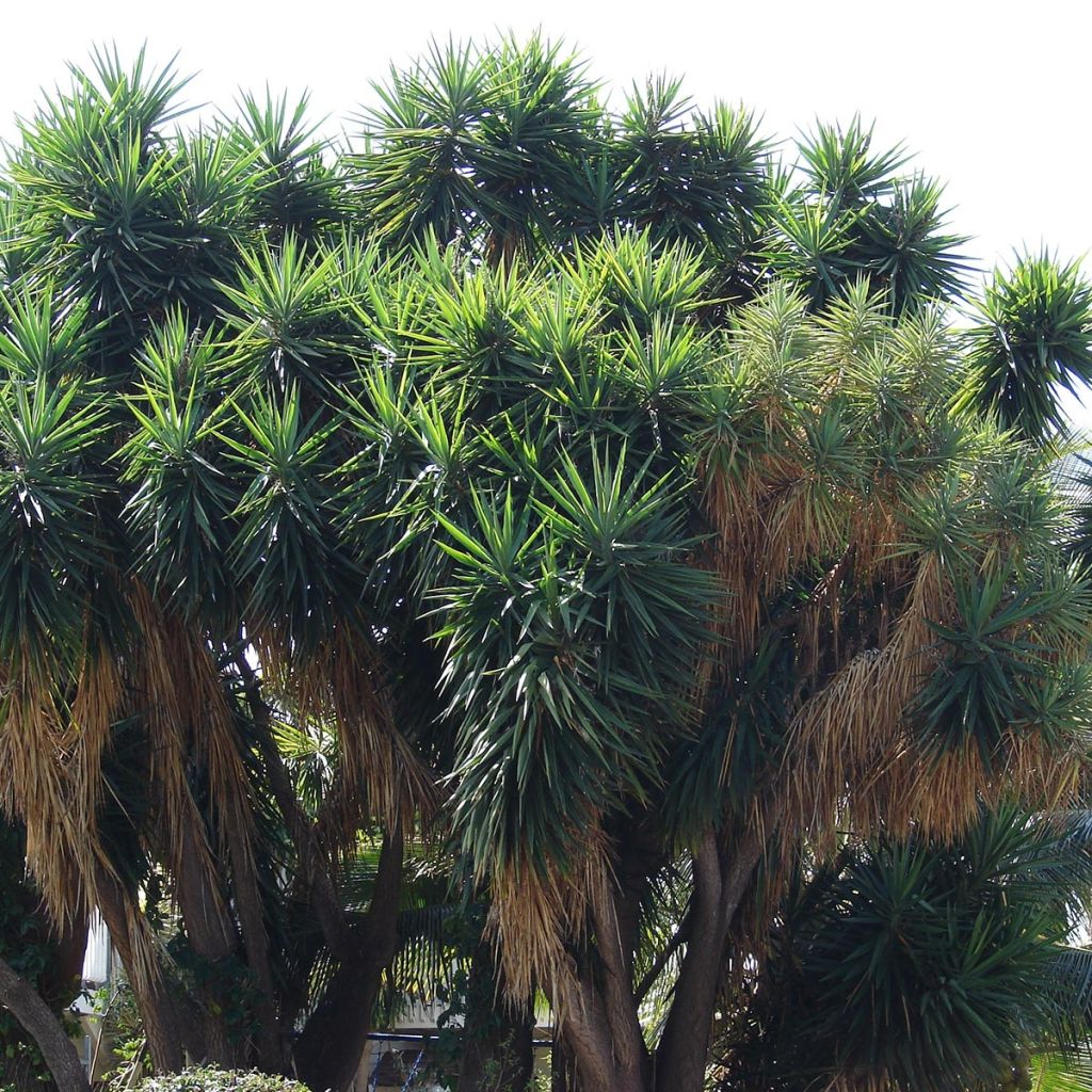 Yucca elephantipes Jewel