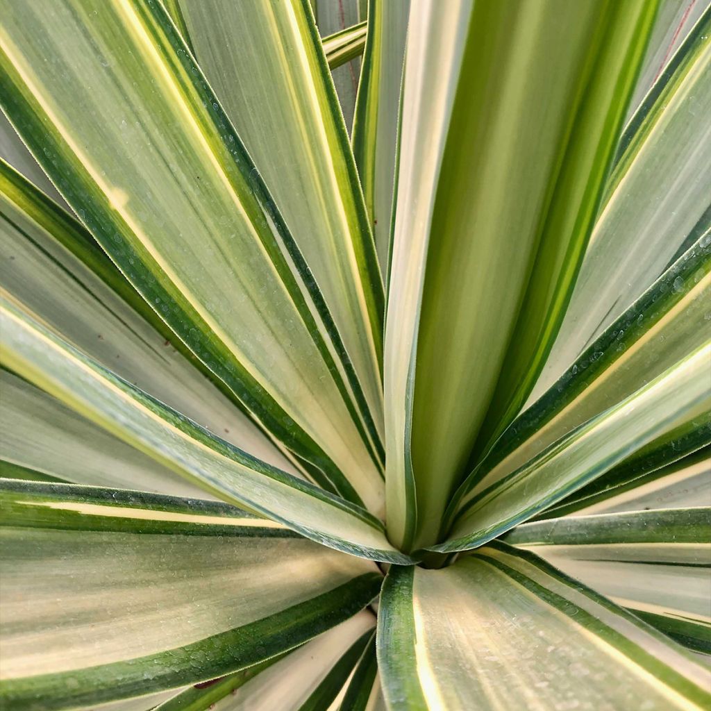 Yucca elephantipes Jewel