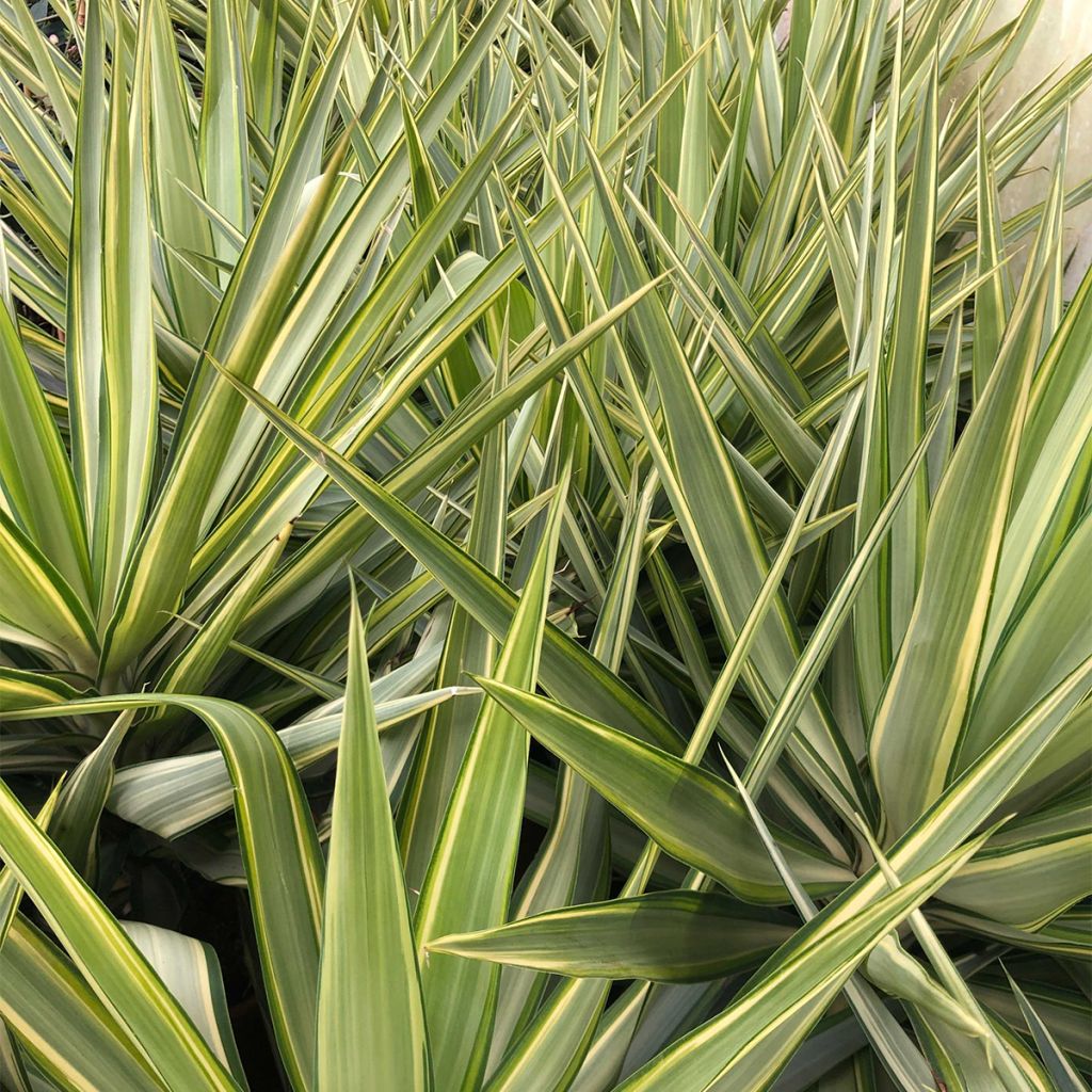 Yucca elephantipes Jewel