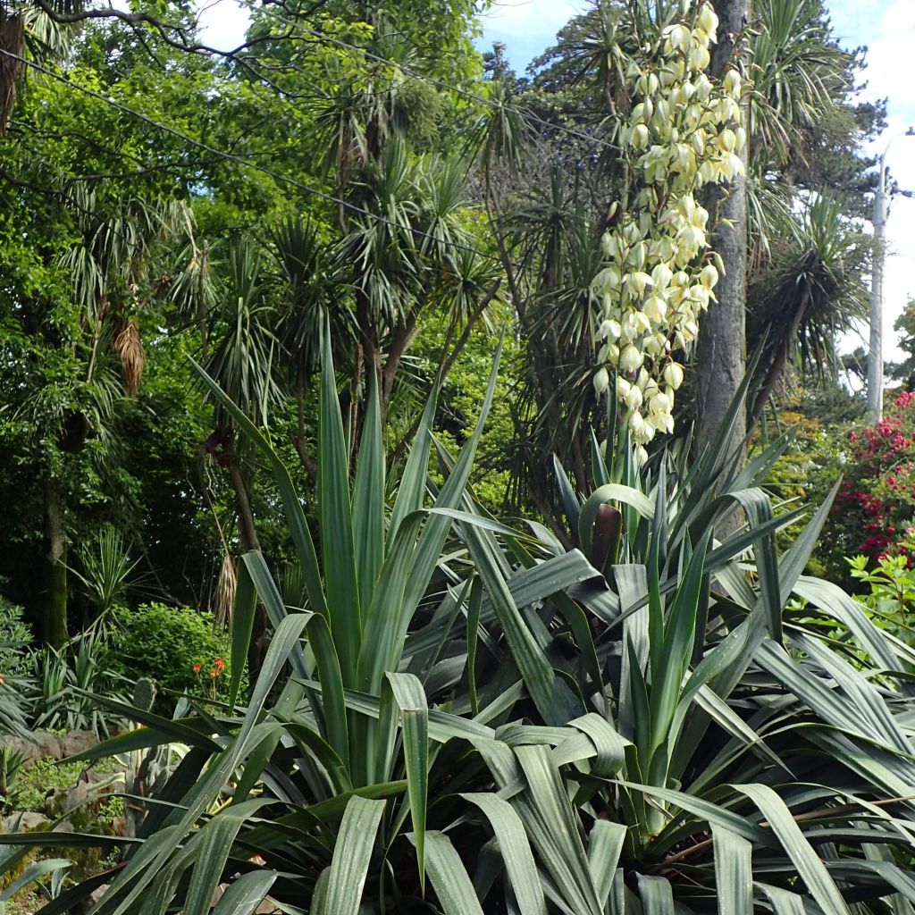 Yucca gloriosa
