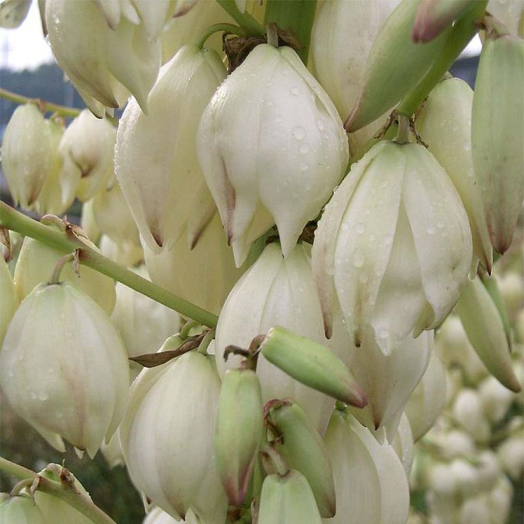 Yucca gloriosa