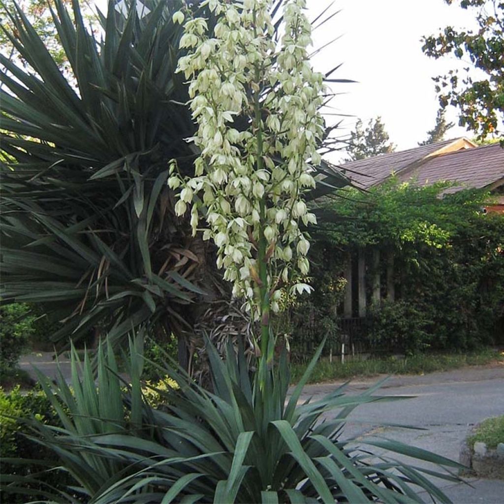 Yucca gloriosa