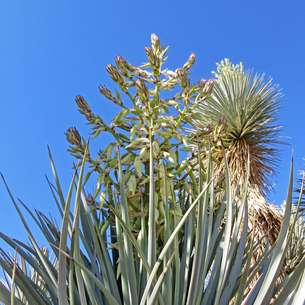 Yucca rigida Blue Sentry