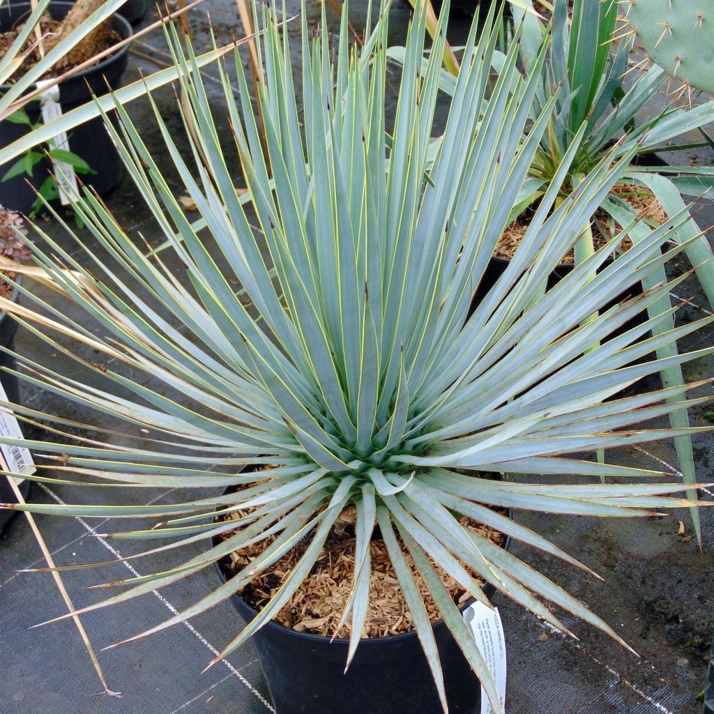 Yucca rostrata