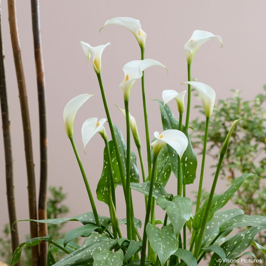 Zantedeschia aethiopica Scented Lady - Calla