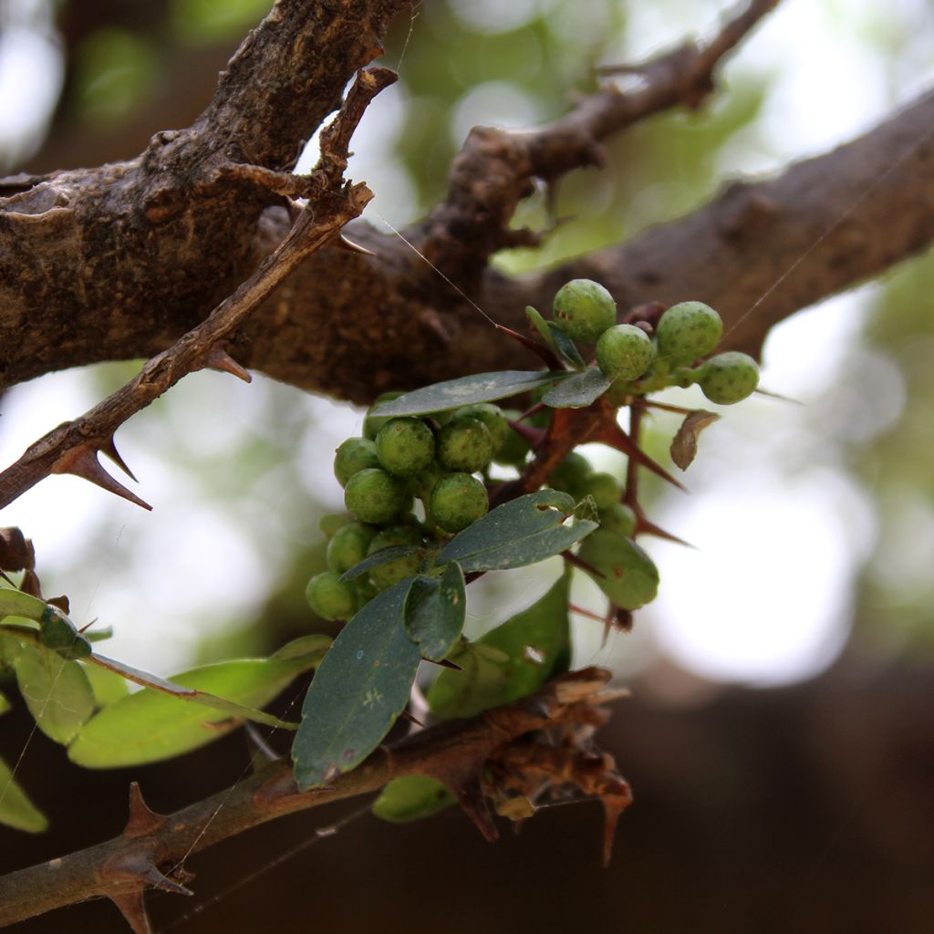 Zanthoxylum americanum - Frassino spinoso