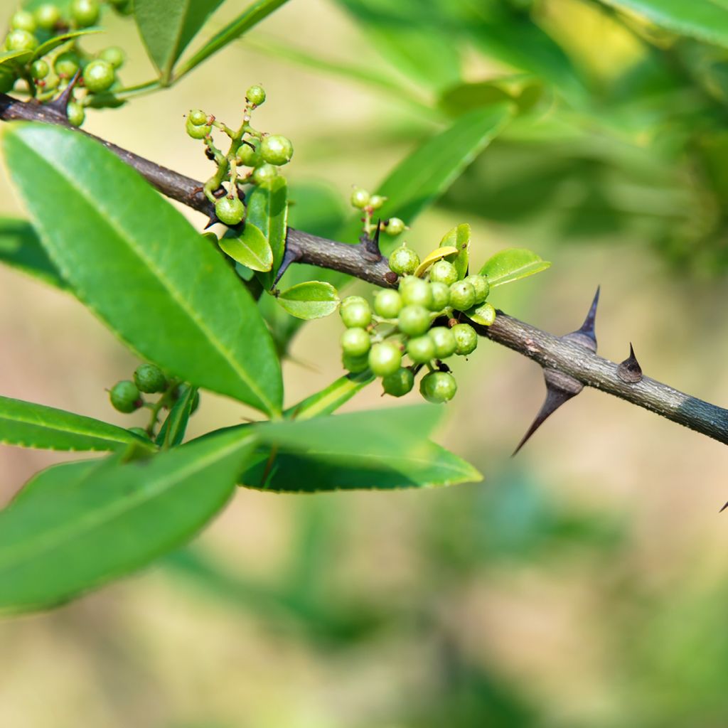 Zanthoxylum armatum - Pepe del Timut