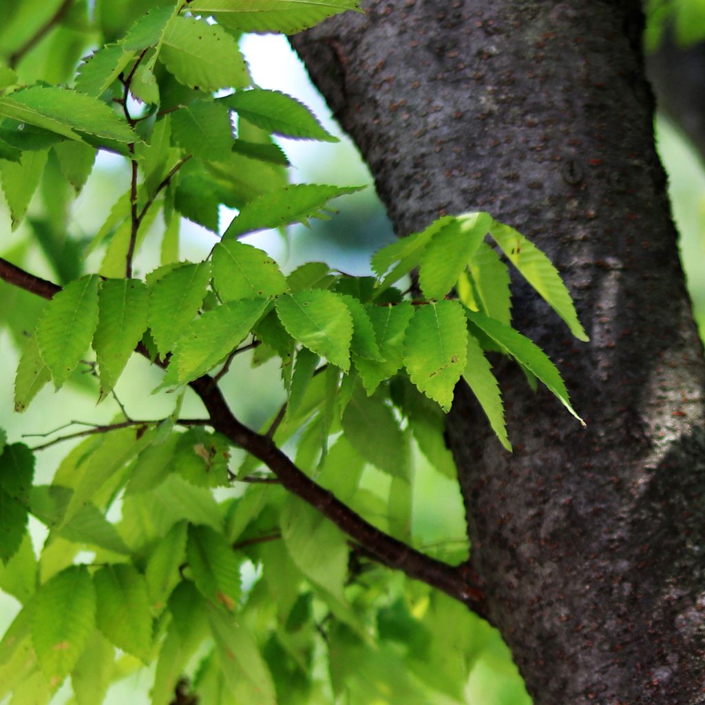 Zelkova serrata - Zelkova giapponese