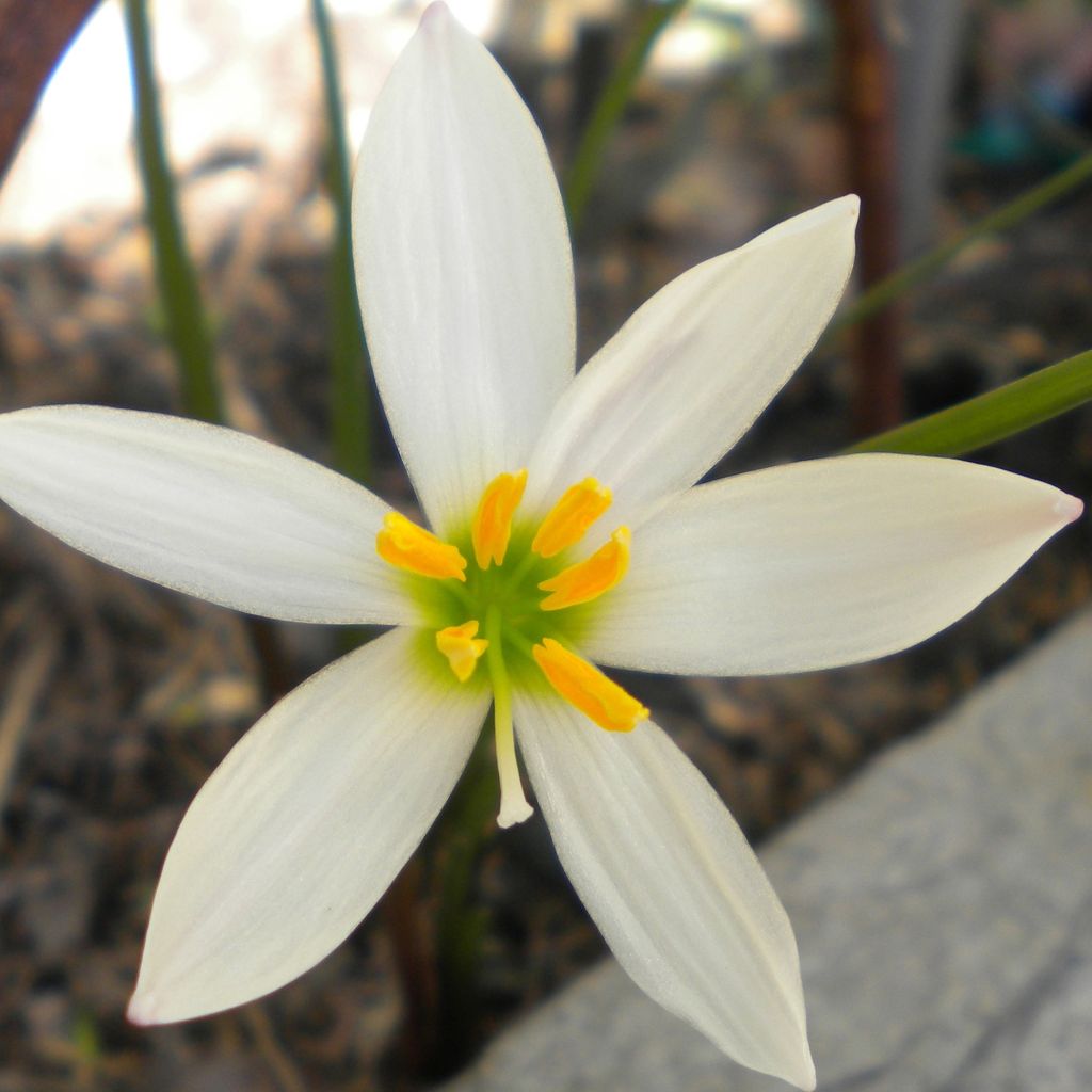 Zephyranthes candida - Zefirante candida