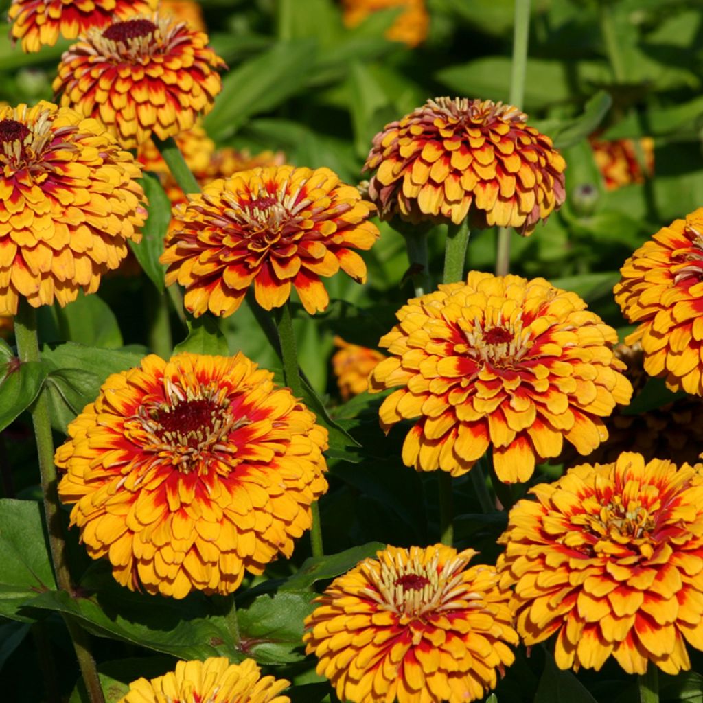 Zinnia Macarenia